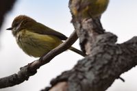 Buff-rumped Thornbill - Berringa Sanctuary