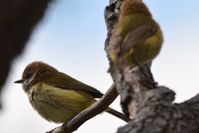 Buff-rumped Thornbill - Berringa Sanctuary