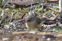 Buffed rumped Thornbill - Berringa Sanctuary 