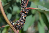 Bugs - Berringa Sanctuary