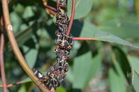 Bugs - Berringa Sanctuary