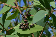 Bugs - Berringa Sanctuary