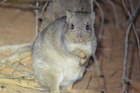 Burrowing Bettong - Scotia A.W.C