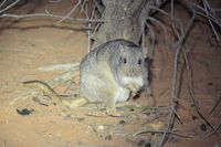 Burrowing Bettong - Scotia A.W.C