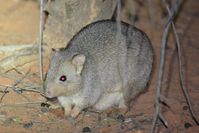 Burrowing Bettong - Scotia A.W.C