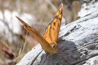 Butterfly - Berringa Sanctuary 