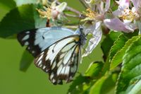 Caper White Butterfly - The Block Sanctuary Berringa 