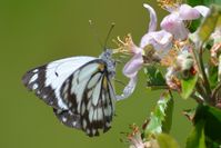 Caper White Butterfly - The Block Sanctuary Berringa 