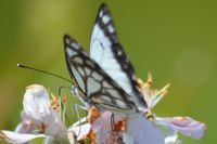 Caper White Butterfly - The Block Sanctuary Berringa 