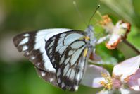 Caper White Butterfly - The Block Sanctuary Berringa 