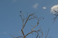 Carnaby Black Cockatoo - Paruna A.W.C   W.A
