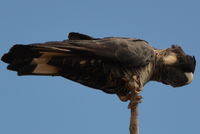 Carnaby Black Cockatoo - Paruna A.W.C   W.A