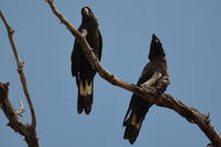 Carnaby Black Cockatoo - Paruna A.W.C   W.A