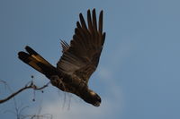 Carnaby Black Cockatoo - Paruna A.W.C   W.A