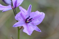 Chocolate Lillies - Berringa Sanctuary