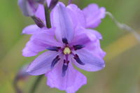 Chocolate Lillies - Berringa Sanctuary