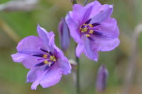 Chocolate Lillies - Berringa Sanctuary