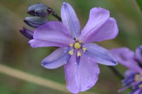 Chocolate Lillies - Berringa Sanctuary