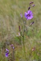 Chocolate Lily - Berringa Sanctuary