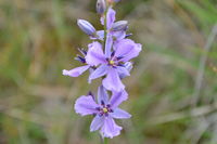 Chocolate Lily - Berringa Sanctuary