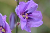 Chocolate Lily - Berringa Sanctuary