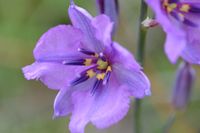 Chocolate Lily - Berringa Sanctuary