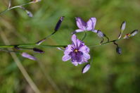 Chocolate Lily - Berringa Sanctuary