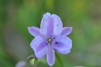 Chocolate Lily - Berringa Sanctuary