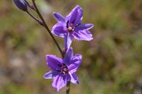 Chocolate Lily - Berringa Sanctuary