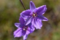 Chocolate Lily - Berringa Sanctuary