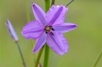 Chocolate Lily - The Block Berringa