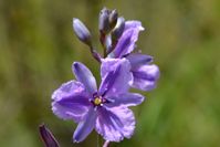 Chocolate Lily - The Block Sanctuary Berringa 