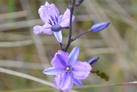 Chocolate Lily - The Block Sanctuary Berringa 