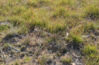 Common Brown - Berringa Sanctuary