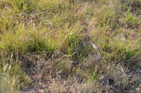 Common Brown - Berringa Sanctuary