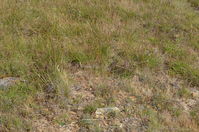 Common Brown - Berringa Sanctuary