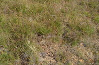 Common Brown - Berringa Sanctuary