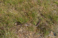 Common Brown - Berringa Sanctuary