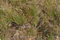 Common Brown - Berringa Sanctuary