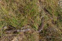 Common Brown - Berringa Sanctuary