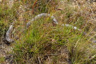 Common Brown - Berringa Sanctuary