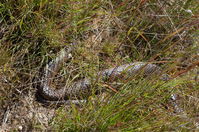 Common Brown - Berringa Sanctuary