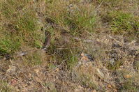 Common Brown - Berringa Sanctuary