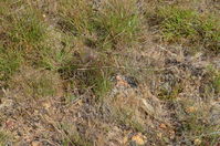 Common Brown - Berringa Sanctuary