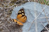 Common Brown - Berringa Sanctuary