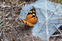 Common Brown Butterfly - Beringga Sanctuary 