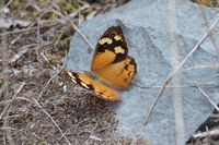 Common Brown Butterfly - Beringga Sanctuary 