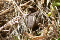 Common Brown Sneaking through the grass - Berringa Sanctuary