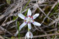 Common Early Nancy - Berringa Sanctaury