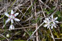 Common Early Nancy - Berringa Sanctaury